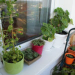 2013-06-13 gynostemma, skalniaki i pelargonie 2013-06-13 gynostemma, skalniaki i pelargonie