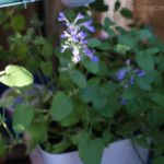 2013-06-13 kocimiętka 2013-06-13 kocimiętka