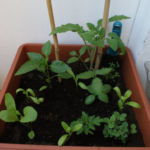 2013-06-13 pomidor, papryka i zioła 2013-06-13 pomidor, papryka i zioła