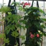 2013-06-13 pomidorki i truskawki 2013-06-13 pomidorki i truskawki