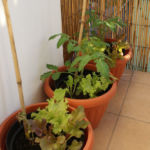 2013-06-13 pomidory owalne i sałaty 2013-06-13 pomidory owalne i sałaty