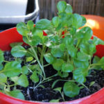 2013-06-13 roszponka 2013-06-13 roszponka