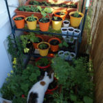 2013-06-13 zioła na balkonie 2013-06-13 zioła na balkonie