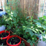 2013-06-13 zioła na balkonie 2013-06-13 zioła na balkonie