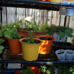2013-06-13 zioła na balkonie 2013-06-13 zioła na balkonie