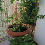 2013-06-13 zioła i warzywa na balkonie 2013-06-13 zioła i warzywa na balkonie