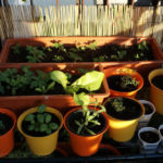 2013-06-13 zioła na balkonie 2013-06-13 zioła na balkonie