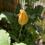 2013-06-19 cukinia kwiat 2013-06-19 cukinia kwiat