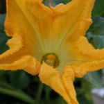 2013-06-19 cukinia kwiat 2013-06-19 cukinia kwiat