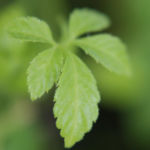 2013-06-19 gynostemma jiaogulan 2013-06-19 gynostemma jiaogulan