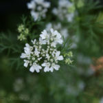 2013-06-19 kolendra kwitnie 2013-06-19 kolendra kwitnie