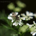 2013-06-19 kolendra kwitnie 2013-06-19 kolendra kwitnie