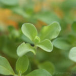 2013-06-19 majeranek 2013-06-19 majeranek