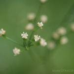 2013-06-19 mitsuba kwitnie 2013-06-19 mitsuba kwitnie