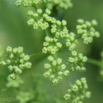 2013-06-19 kolendra wykształca nasiona 2013-06-19 kolendra wykształca nasiona