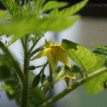 2013-06-19 pomidorki koktajlowe kwitną 2013-06-19 pomidorki koktajlowe kwitną