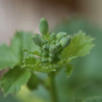 2013-06-19 rzodkiewka kwitnie 2013-06-19 rzodkiewka kwitnie