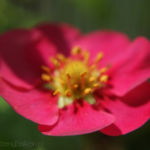 2013-06-19 truskawki kwitną 2013-06-19 truskawki kwitną