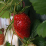 2013-07-05 truskawka już czerwona 2013-07-05 truskawka już czerwona