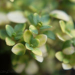 2013-06-19 tymianek 2013-06-19 tymianek