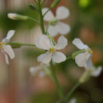 2013-06-27 rzodkiewka kwitnie 2013-06-27 rzodkiewka kwitnie