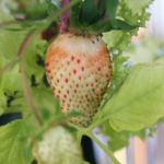 2013-06-27 truskawka się czerwieni 2013-06-27 truskawka się czerwieni