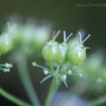 2013-06-29 kolendra wykształca nasiona 2013-06-29 kolendra wykształca nasiona