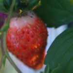 2013-06-29 truskawka już czerwona 2013-06-29 truskawka już czerwona