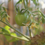 2013-07-05 pomidorek koktajlowy - maskotka 2013-07-05 pomidorek koktajlowy - maskotka