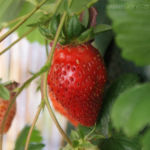 2013-07-05 truskawka już czerwona 2013-07-05 truskawka już czerwona