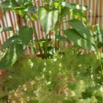 2013-07-06 papryczka chili pimenta i sałata 2013-07-06 papryczka chili pimenta i sałata