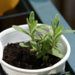 2013-07-06 lawenda 2013-07-06 lawenda