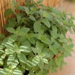 2013-07-06 mięty 2013-07-06 mięty