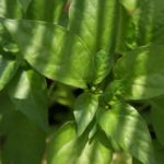 2013-07-06 papryczka chili pimenta 2013-07-06 papryczka chili pimenta