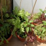 2013-07-06 papryki i sałaty 2013-07-06 papryki i sałaty