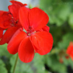 2013-07-06 pelargonia 2013-07-06 pelargonia