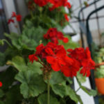 2013-07-06 pelargonie 2013-07-06 pelargonie