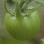 2013-07-06 pomidorek koktajlowy 2013-07-06 pomidorek koktajlowy