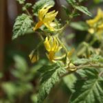 2013-07-06 pomidor owalny kwitnie 2013-07-06 pomidor owalny kwitnie