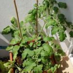 2013-07-06 pomidor, papryka i zioła 2013-07-06 pomidor, papryka i zioła