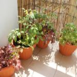 2013-07-06 warzywa na balkonie 2013-07-06 warzywa na balkonie