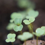 2013-07-06 nowa porcja rukoli kiełkuje 2013-07-06 nowa porcja rukoli kiełkuje