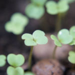 2013-07-06 nowa porcja rukoli kiełkuje 2013-07-06 nowa porcja rukoli kiełkuje