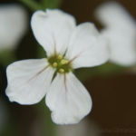 2013-07-06 rzodkiewka kwitnie 2013-07-06 rzodkiewka kwitnie