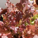 2013-07-06 sałata ozdobna 2013-07-06 sałata ozdobna