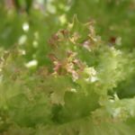 2013-07-06 sałata ozdobna 2013-07-06 sałata ozdobna