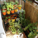 2013-07-06 zioła na balkonie 2013-07-06 zioła na balkonie