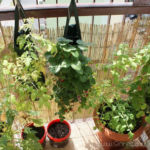 2013-07-06 pomidorki, truskawki i inne 2013-07-06 pomidorki, truskawki i inne