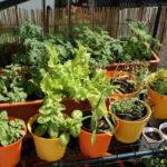 2013-07-06 zioła na balkonie 2013-07-06 zioła na balkonie