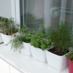 2013-07-06 zioła na balkonie 2013-07-06 zioła na balkonie